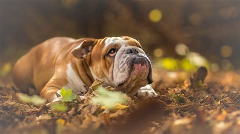 English Bulldog Pet Is Lying Down On Dry Leaves 4k 5k Hd Dog Wallpapers