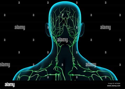 Lymph Nodes Head Neck Hi Res Stock Photography And Images Alamy