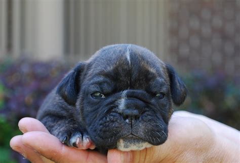She is available for deposit along with 3. Black Brindle Olde English Bulldogge Puppies For Sale
