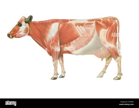 Cow Anatomy Drawing Stock Photo Alamy