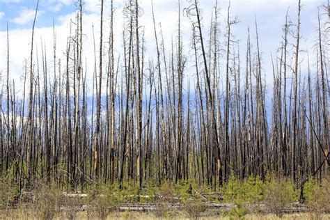 Burned Forest Fire Damaged Pine Trees Stock Image Image Of Wildfire