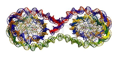 Tetranucleosome Teil Chromatinfaser - Verpackung der DNA im Chromosom ...