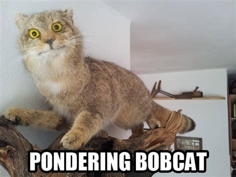 Pondering Bobcat From Terrible Taxidermy With Appropriate Names E News