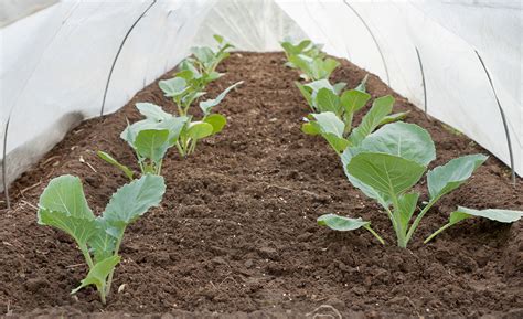 Home depot protection plan customers. 5 Ways to Protect Your Garden From Frost and Freeze Damage ...