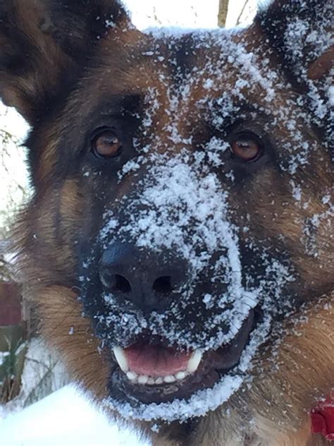Snowy Faced Big Gorgeous German Shepherd Face Dograzas Germanshepherd