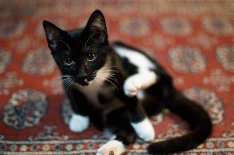 6 Pawsitively Fascinating Facts About Tuxedo Cats Cat Having Kittens