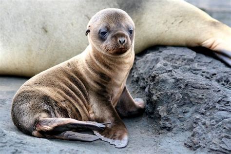Sea Lion Galapagos Otarie Animaux