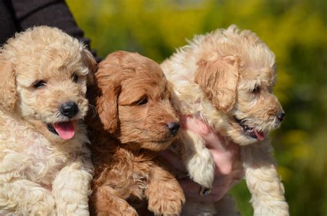 This isn't a surprise considering the three beloved the goldendoodle is a cross between the golden retriever and the poodle. Goldendoodle vs Labradoodle (Compare Popular Doodles)