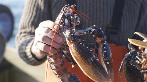 What Is The White Stuff On My Lobster