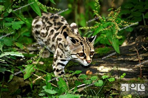 Margay Cat Leopardus Wiedi Adult Stock Photo Picture And Rights