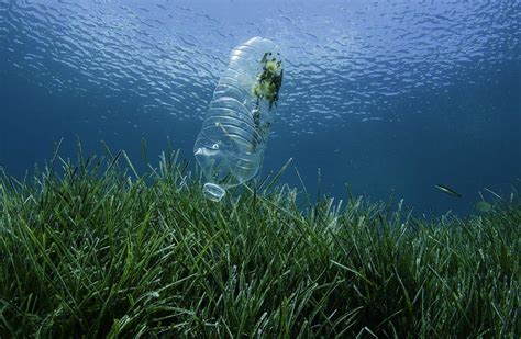 Study Details Plastic Pollutions Brutal Impact On Bay Life