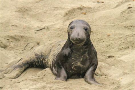 Maybe you would like to learn more about one of these? Science News | Elephant seal, Puppy dog eyes, Seal pup