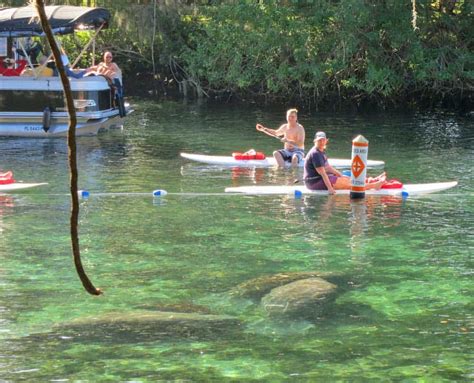 Crystal River Manatees See Manatees Even Swim With Them Florida Rambler