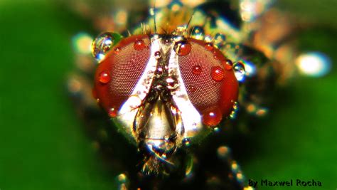 Super Macro Fly Eyes Maxwel Rocha Flickr