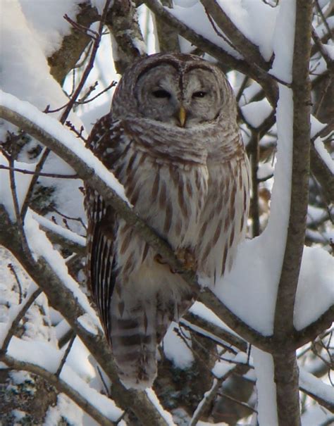 Barred Owl Maine An Encyclopedia