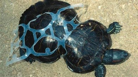 Dying Sharks Deformed Turtles Record Number Of Sea Creatures Are