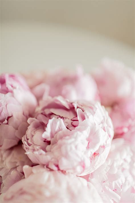 Again, their size is such that, when used to. Pink Peonies - Hej Doll | Simple modern living by Jessica ...
