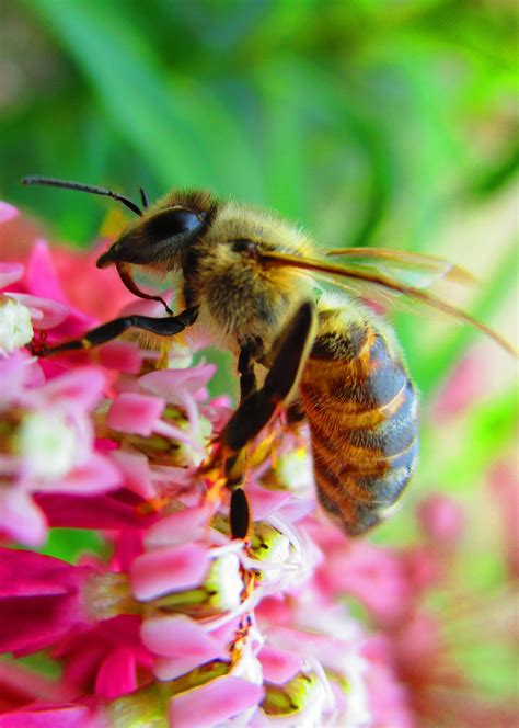 Free Images Honey Bee Pollinator 2866x4017 1371048 Free Stock