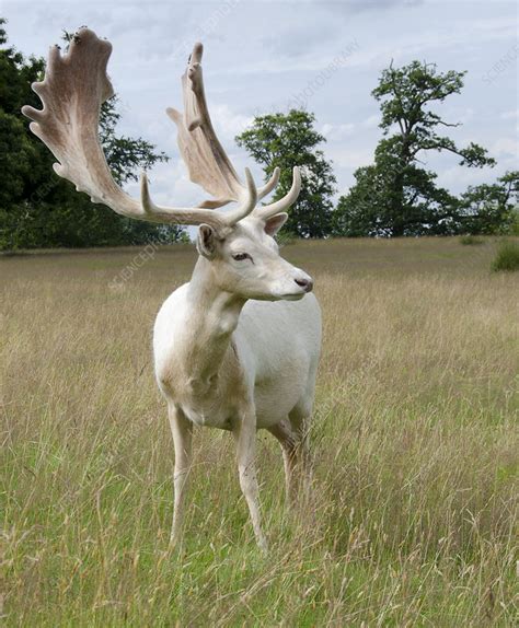 Male White Fallow Deer Stock Image C0258375 Science Photo Library
