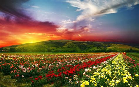 🔥 Download Beautiful Flowers With Colorful Clouds 4k Ultra Hd Wallpaper