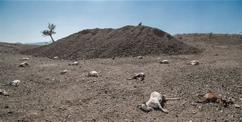 Ethiopia Is Facing A Devastating Drought And Food Aid May Soon Run Out