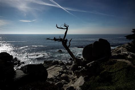 The Ghost Tree Of 17 Mile Drive California Amys Crypt
