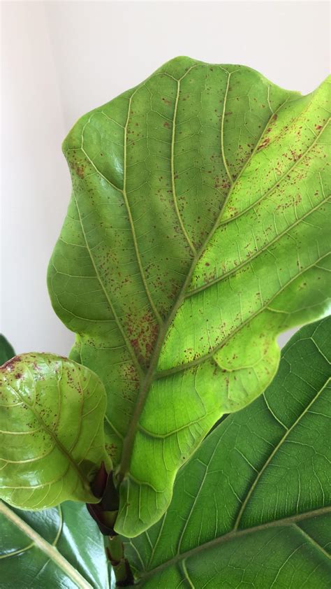 Whats Happening To My Fiddle Leaf Fig Plant I Came Home To These 2