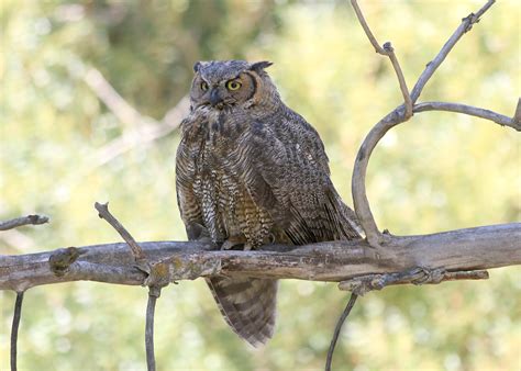 1000 Reward For Information On Poached Great Horned Owls Near Helix