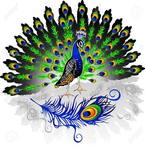 You can view these 34 pictures and use them to create postcards or presentations. Peacock male clipart 20 free Cliparts | Download images on ...