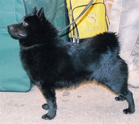 Schipperke Information - Dog Breeds at thepetowners