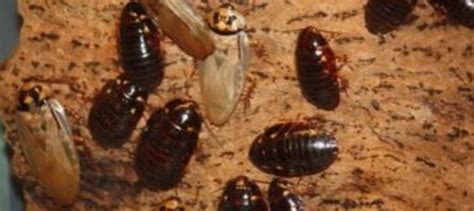 All you have to do is stick your head up in the entry on a warm summers day and you'll quickly find out the # 1 reason why. Roach Control Near Me - Pest Exterminator Services - Pest ...