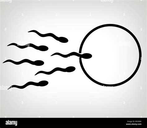 El Esperma Y El óvulo Ilustración Fotografía De Stock Alamy