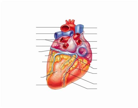 Posterior Heart Diagram Quizlet