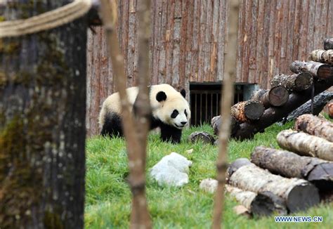 Jiawuhai Giant Panda Conservation And Research Park Opens In Sw China