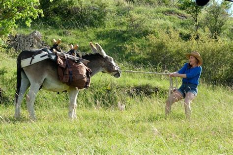 Antoinette, institutrice, attend avec impatience ses longues vacances d'été prévues avec son amant secret vladimir en apprenant que vladimir ne peut pas venir car sa femme a organisé un trekking surprise dans le parc national des cévennes avec leur fille et. Antoinette dans les Cévennes de Caroline Vignal (2020 ...