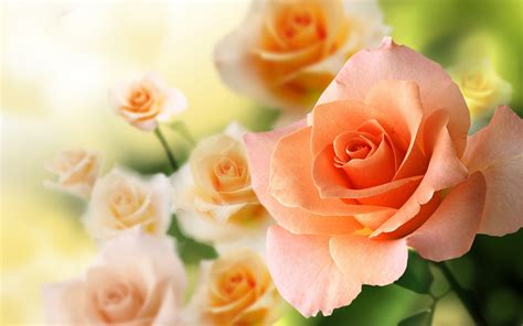 Send Beautiful Peach Rose By Vizag By Vizag Food Medium