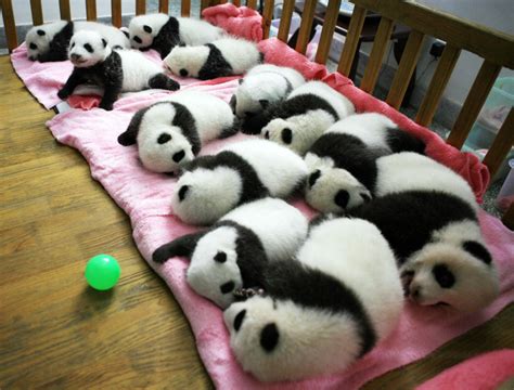 A Moment Of Cute A Photo Of Sleeping Baby Pandas Wbur