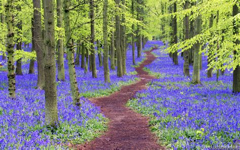 Bluebell Wood Hertfordshire England Wallpaper Travel And World