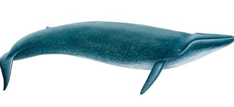 Pada perjumpaan kali ini kembali akan kami sampaikan materi pembahasan tentang mimpi yang berhubungan tentang ikan. Inilah Ikan Paus Biru (Balaenoptera Musculus), Hewan ...