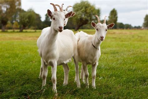 Namun dengan tidak photo kartun memiliki tampilan yang cocok dengan setiap orang yang digunakan. Koleksi Gambar Kambing Lengkap