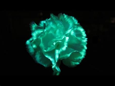 Their mission is to find solutions that save the marvelous array of life on our planet by applying the best science available and working closely with local communities. Fun Science Project: Glow in the dark flowers! | Grower ...