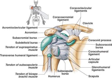 You can see it enclosing the glenohumeral joint and you can see its attachment on the anatomical neck of the humerus. coracoacromial ligament এর ছবি ফলাফল | Shoulder anatomy ...