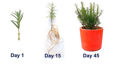 How To Grow Rosemary From Cuttings In Disposable Glass Complete Video