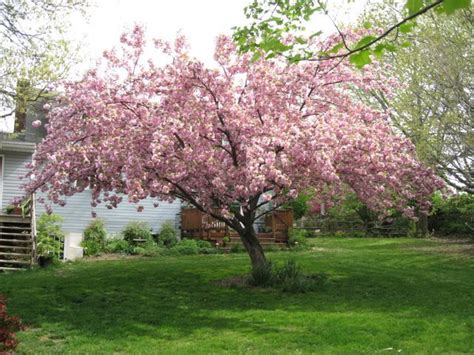 Not sure how old when purchased, but was planted in spring 2011. This is going to be at my wedding. Weeping Higan Tree