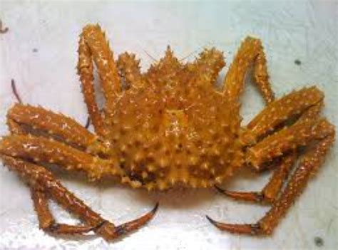 We began placing bets on how many crabs would be in the pots. How Much King Crab Per Person Should You Expect?