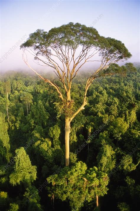 If you look at the video to the left, you'll see. Tall tree rising above rainforest canopy - Stock Image ...