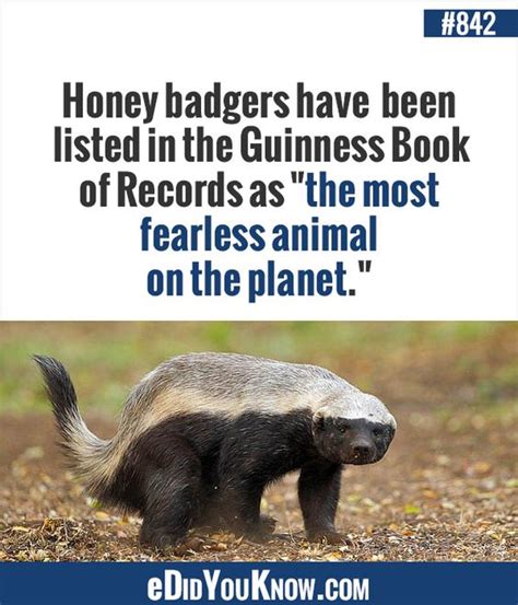 Honey Badgers Have Been Listed In The Guinness Book Of Records As The