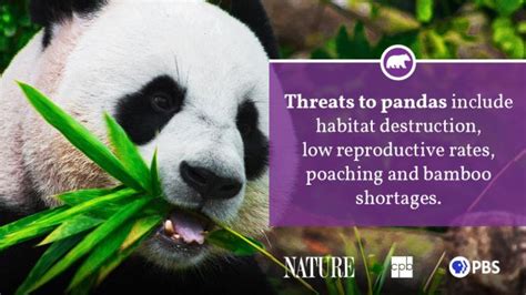 Panda Fact Sheet Blog Nature Pbs