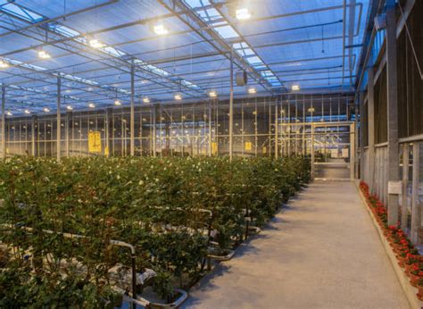 Best Indoor Farming Stock Photos, Pictures & Royalty-Free ...