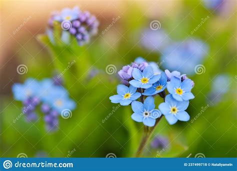 Beautiful Forget Me Not Blue Wildflowers Myosotis In The Blurred